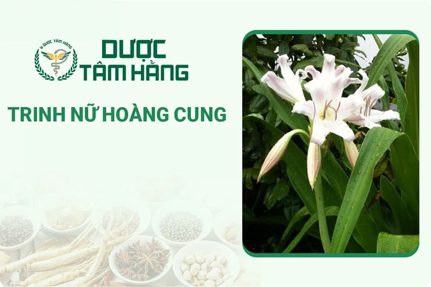 Cây Trinh Nữ Hoàng Cung - Công dụng và bài thuốc dân gian