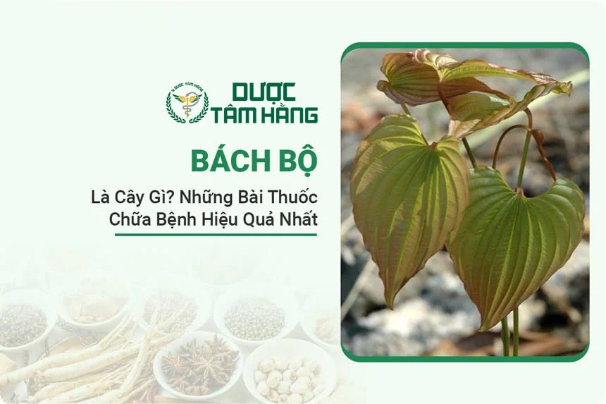 Cây Bách bộ: Thảo Dược Quý Trị Ho