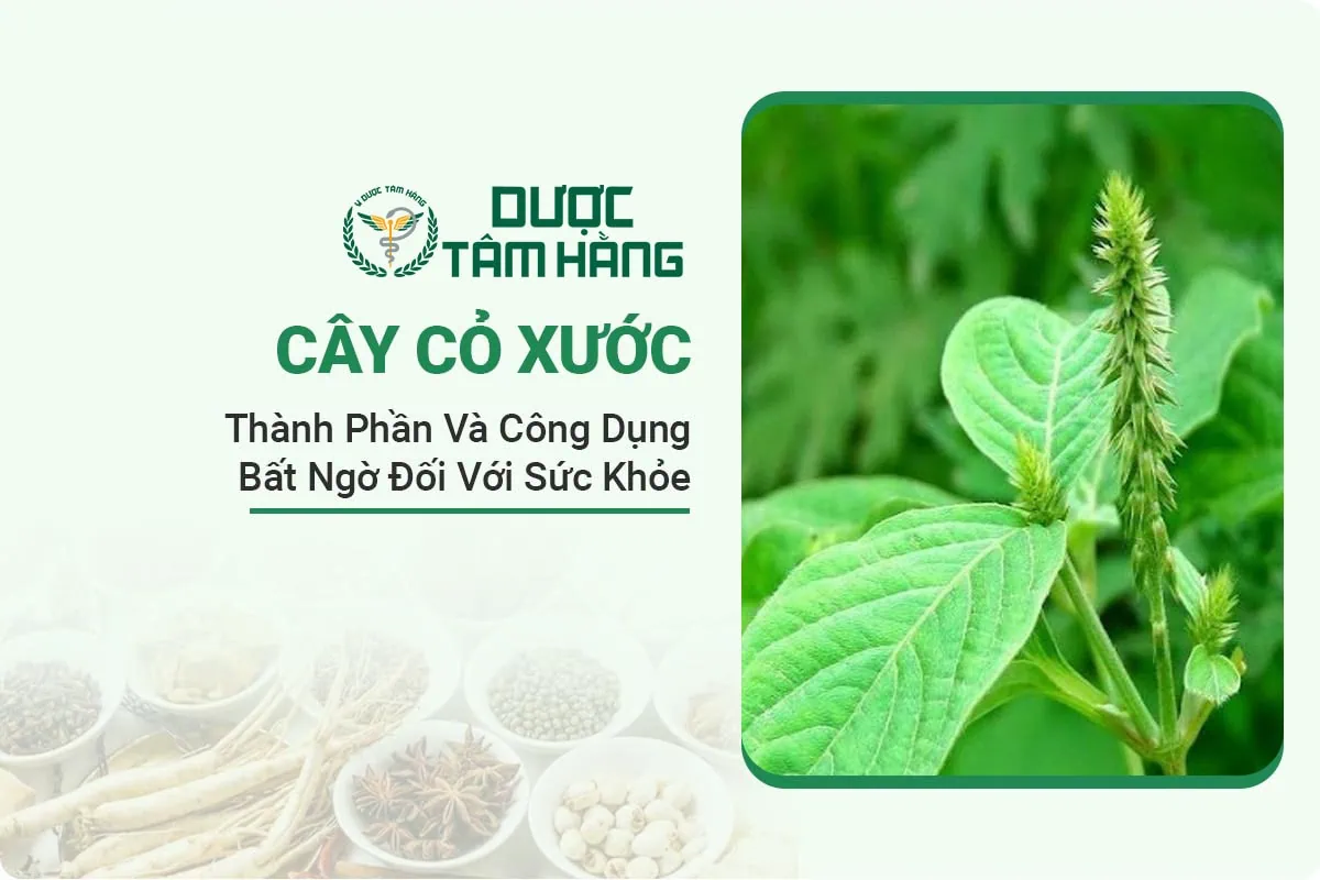 Cây Cỏ Xước: Đặc Điểm, Công Dụng Và Cách Dùng