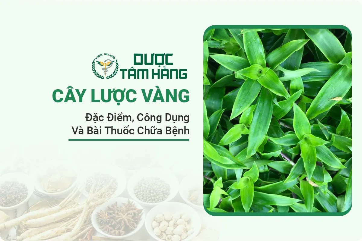 Cây lược vàng - Đặc điểm, Công dụng và Bài thuốc chữa bệnh