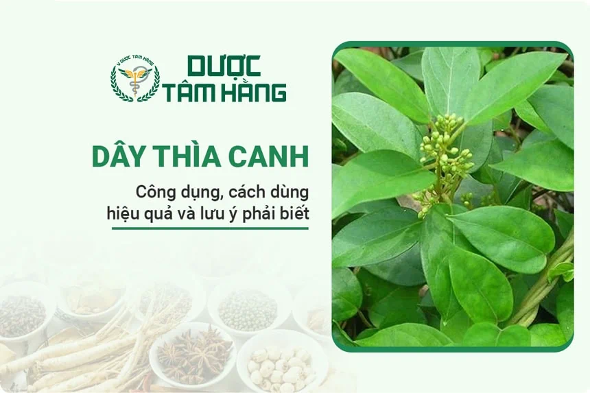 Cây dây thìa canh: Công dụng và đặc điểm