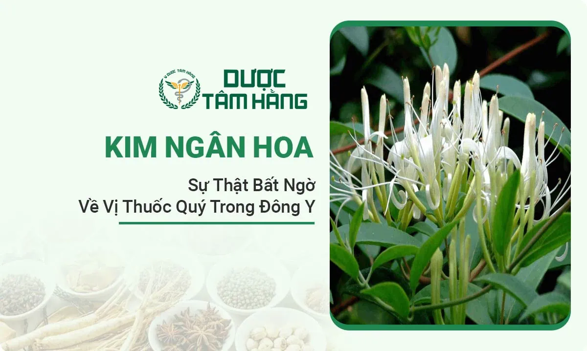 Kim Ngân Hoa: Vị Thuốc Quý Trong Y Học Cổ Truyền